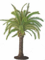 Canary Island Date Palm