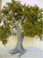 Ficus Fig