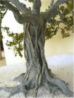 Ficus Fig with Strangler Fig