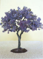 Jacaranda Tree