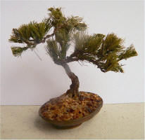 Japanese Black Pine