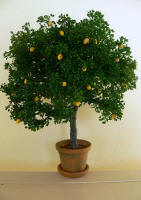 Orange Tree