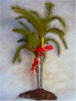 Christmas Palm