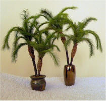 Potted Pygmy Palm Kit 