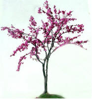 Red Bud Tree