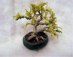 Tamarind