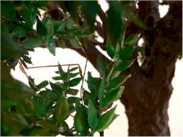 Close up of leaves