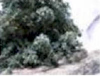 blue spruce rock