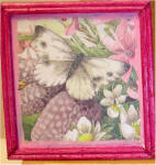  Water Color of Moth in Custom Wood Frame