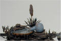 South West Pond with copper plants