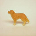 MG Golden Retriever