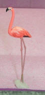MG Flamingo