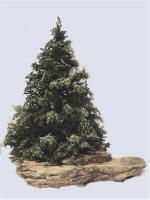 Blue Spruce resting on Rock 
