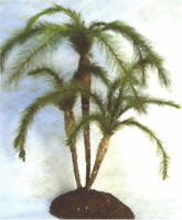 Pigmy Palm  