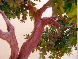 Closeup shade tree leaves