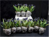 Black Iris in skull pots by Grace