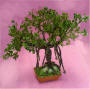 Bonsai Banyan Tree by Grace