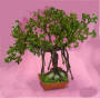 Bonsai Banyan Tree by Grace