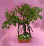 Bonsai Banyan Tree by Grace