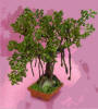 Bonsai Banyan Tree by Grace