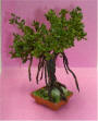 Bonsai Banyan Tree by Grace