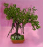 Bonsai Banyan Tree by Grace