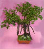 Bonsai Banyan Tree by Grace