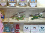 The Butterfly Garden by Grace  Butterfly Shed butterfly growing supplies