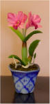 Pink Lilly in blue pot