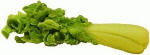 P021 Individual Celery