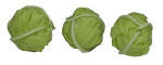 P040 Individual Green Cabbage