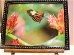 The Butterfly in Black Frame (Guidepost Magazine)