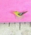  MG Yellow Finch 